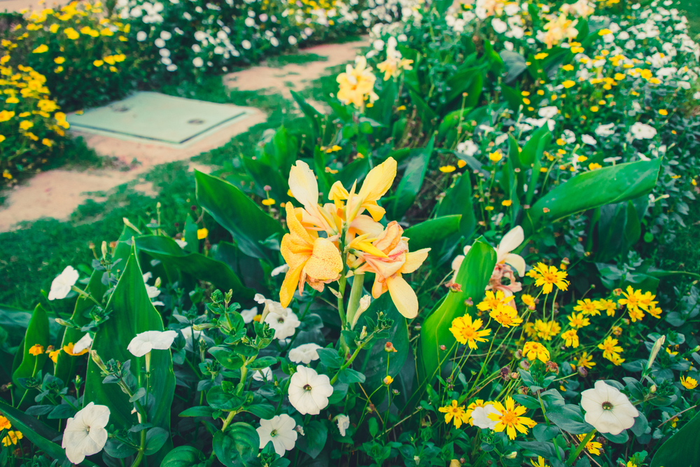 Bollen, knollen, wortelstokken: nu planten, straks een vol bloemen Tuincentrum Abies