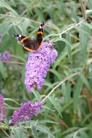 Vlinders in je tuin!