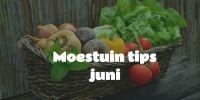 Tips voor Moestuinieren in Juni