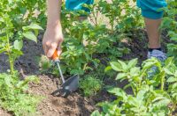 Zaaien en planten in juli