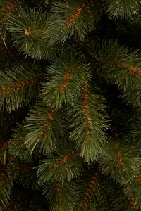 Triumph Tree Bristlecone Pilar kerstboom groen TIPS 330 - h155xd64cm - afbeelding 2