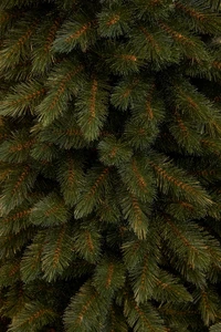 Triumph Tree Bristlecone Pilar kerstboom groen TIPS 450 - h185xd79cm - afbeelding 2