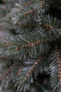 Triumph Tree Forest frosted kerstboom newgrowth blue TIPS 1248 - h215xd140cm - afbeelding 2