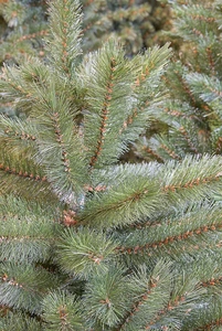 Triumph Tree Forest frosted kerstboom slim groen TIPS 1030 - h230xd130cm - afbeelding 2